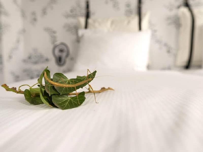stick insect in terrarium to request it in the room | Kaboom Hotel